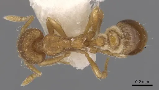 Strumigenys metazytes specimen CASENT0900169 image casent0900169_1