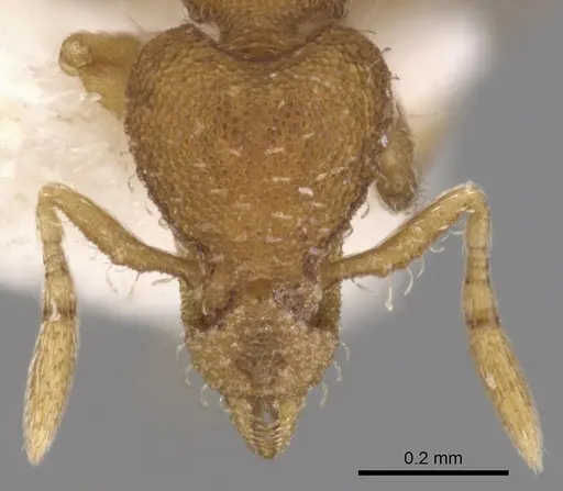 Strumigenys metazytes specimen CASENT0900169 image casent0900169_2