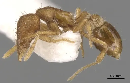 Strumigenys metazytes specimen CASENT0900169 image casent0900169_3