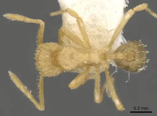 Strumigenys miccata specimen CASENT0900061 image casent0900061_1