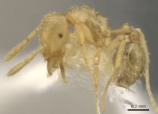 Strumigenys miccata specimen CASENT0900061 image casent0900061_3