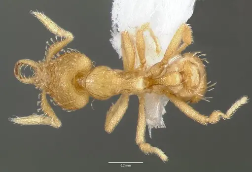 Strumigenys micrans specimen CASENT0005602 image casent0005602_1