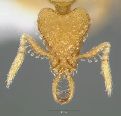Strumigenys micrans specimen CASENT0005602 image casent0005602_2
