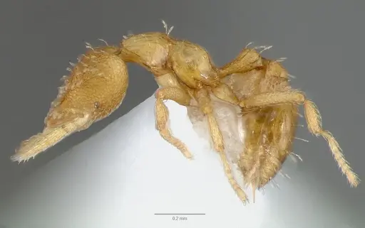 Strumigenys micrans specimen CASENT0005602 image casent0005602_3