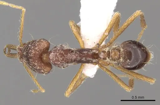 Strumigenys micretes specimen CASENT0280723 image casent0280723_1