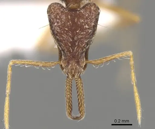 Strumigenys micretes specimen CASENT0280723 image casent0280723_2