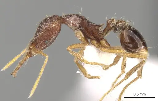 Strumigenys micretes specimen CASENT0280723 image casent0280723_3
