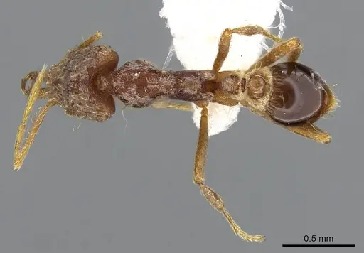 Strumigenys micretes specimen CASENT0914745 image casent0914745_1