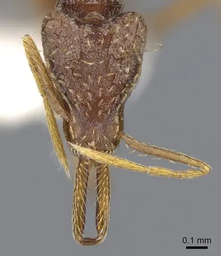Strumigenys micretes specimen CASENT0914745 image casent0914745_2