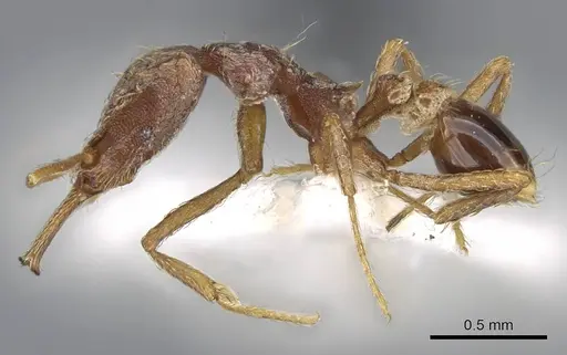 Strumigenys micretes specimen CASENT0914745 image casent0914745_3