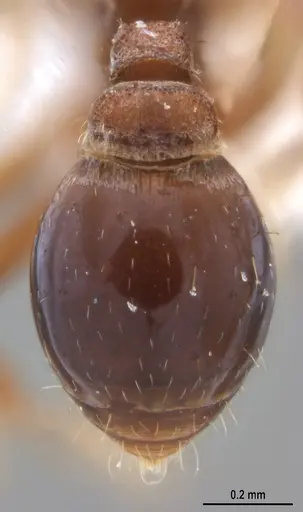 Strumigenys microthrix specimen ANTWEB1053694 image antweb1053694_1