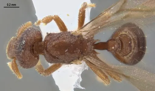 Strumigenys microthrix specimen ANTWEB1053694 image antweb1053694_2
