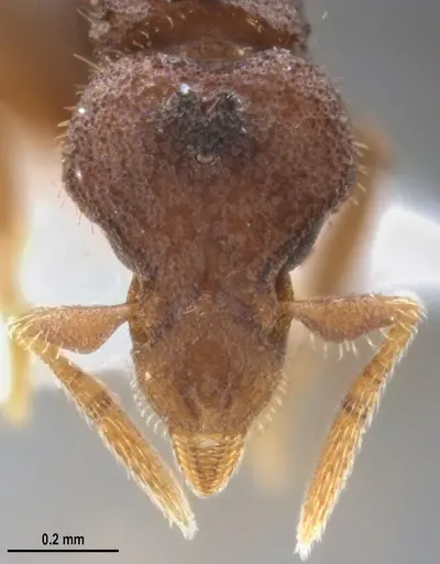 Strumigenys microthrix specimen ANTWEB1053694 image antweb1053694_3