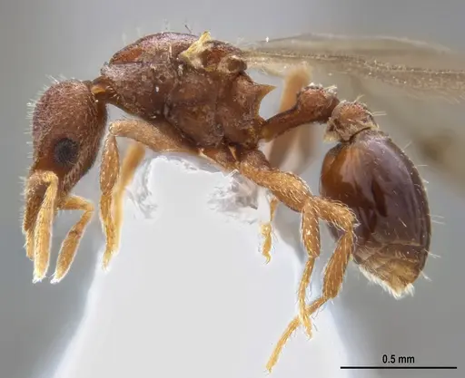 Strumigenys microthrix specimen ANTWEB1053694 image antweb1053694_4