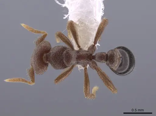 Strumigenys microthrix specimen CASENT0653676 image casent0653676_1