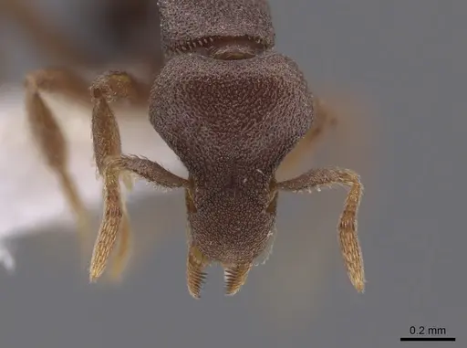 Strumigenys microthrix specimen CASENT0653676 image casent0653676_2
