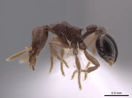 Strumigenys microthrix specimen CASENT0653676 image casent0653676_3