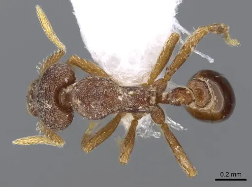 Strumigenys microthrix specimen CASENT0914600 image casent0914600_1