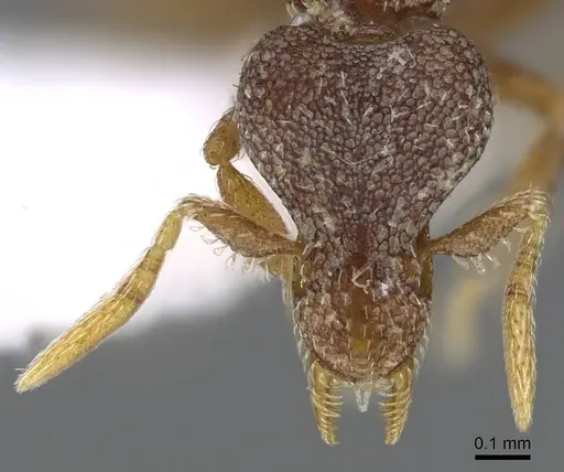 Strumigenys microthrix specimen CASENT0914600 image casent0914600_2