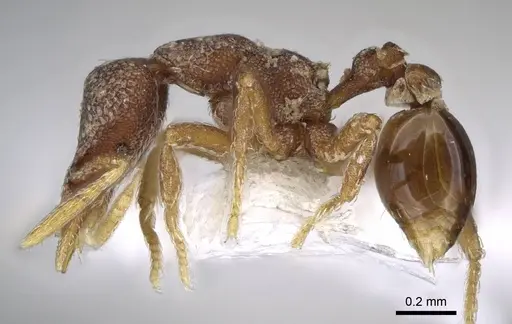 Strumigenys microthrix specimen CASENT0914600 image casent0914600_3