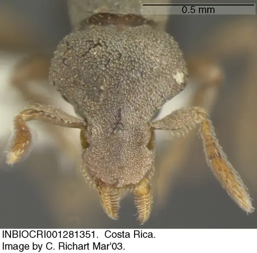 Strumigenys microthrix specimen INBIOCRI001281351 image inbiocri001281351_1
