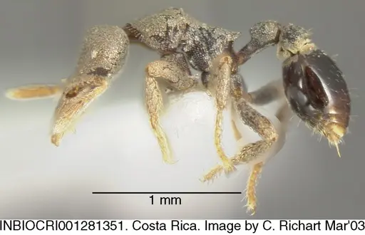 Strumigenys microthrix specimen INBIOCRI001281351 image inbiocri001281351_2