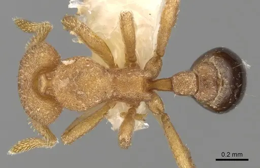 Strumigenys microthrix specimen INBIOCRI001283688 image inbiocri001283688_1