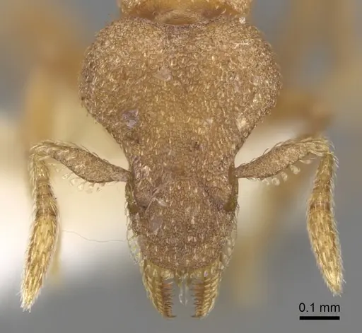 Strumigenys microthrix specimen INBIOCRI001283688 image inbiocri001283688_2