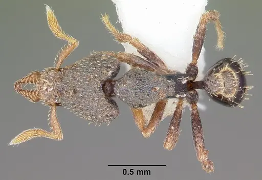 Strumigenys micrura specimen CASENT0102606 image casent0102606_1