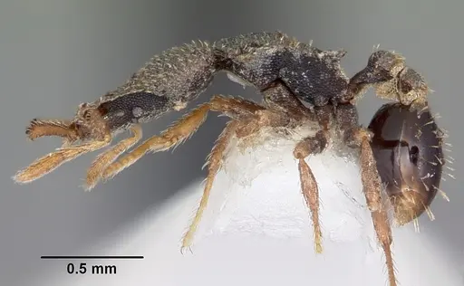 Strumigenys micrura specimen CASENT0102606 image casent0102606_3
