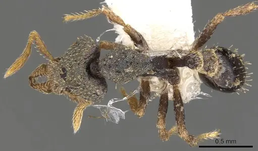 Strumigenys micrura specimen CASENT0900774 image casent0900774_1