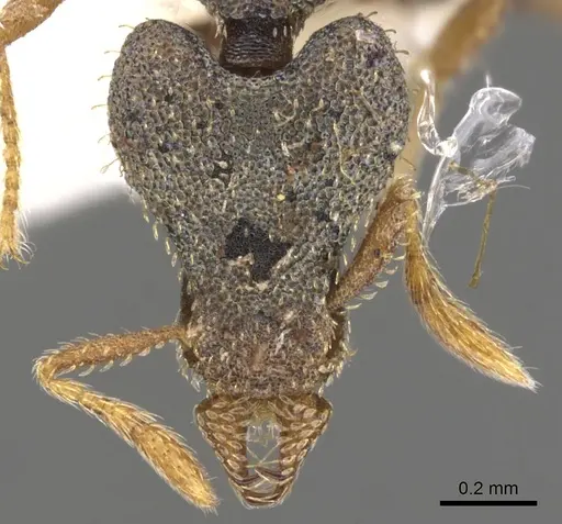 Strumigenys micrura specimen CASENT0900774 image casent0900774_2