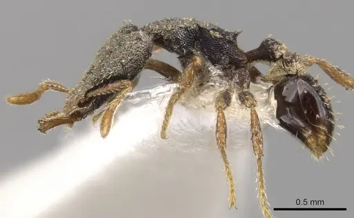Strumigenys micrura specimen CASENT0900774 image casent0900774_3
