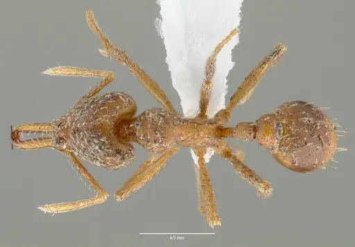Strumigenys milae specimen CASENT0005603 image casent0005603_1