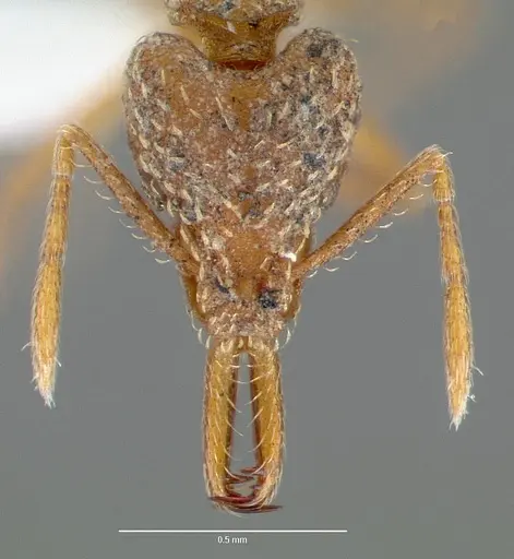 Strumigenys milae specimen CASENT0005603 image casent0005603_2