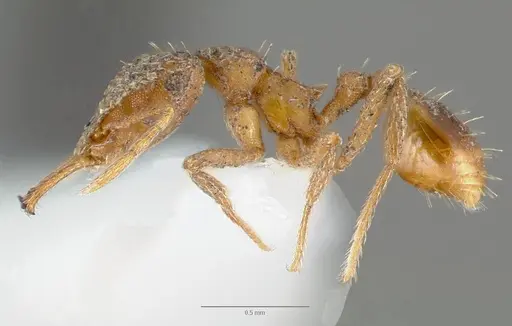 Strumigenys milae specimen CASENT0005603 image casent0005603_3
