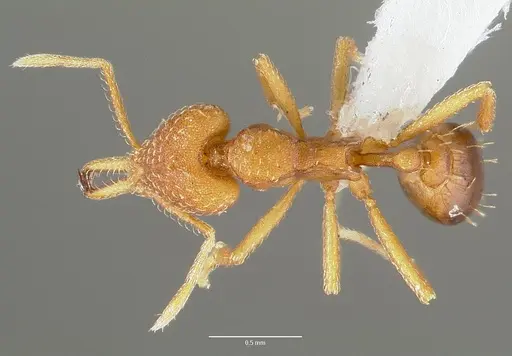 Strumigenys milae specimen CASENT0005604 image casent0005604_1