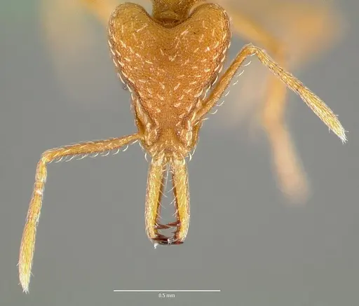 Strumigenys milae specimen CASENT0005604 image casent0005604_2