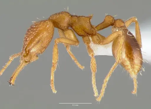 Strumigenys milae specimen CASENT0005604 image casent0005604_3