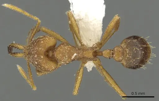 Strumigenys milae specimen CASENT0900709 image casent0900709_1