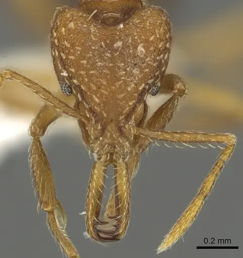 Strumigenys milae specimen CASENT0900709 image casent0900709_2