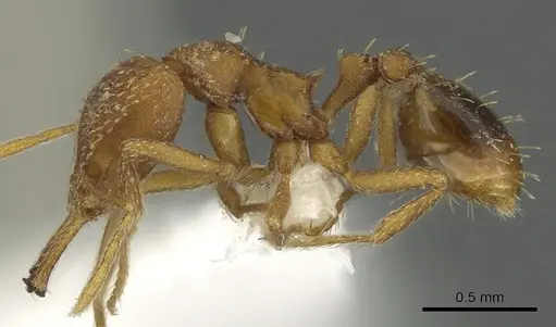 Strumigenys milae specimen CASENT0900709 image casent0900709_3