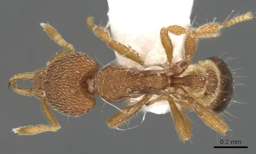Strumigenys minax specimen CASENT0900909 image casent0900909_1