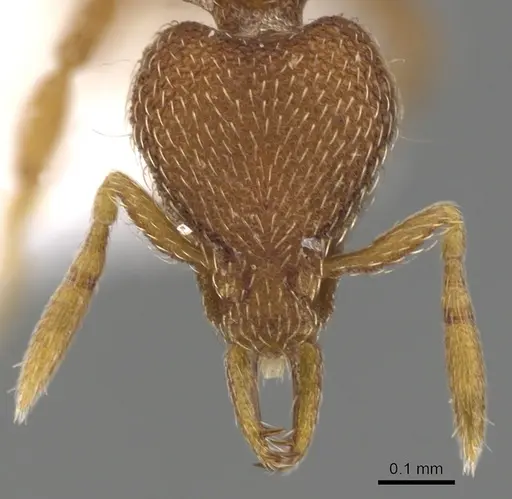 Strumigenys minax specimen CASENT0900909 image casent0900909_2