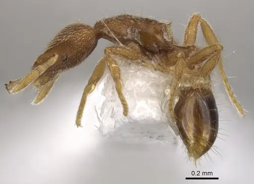Strumigenys minax specimen CASENT0900909 image casent0900909_3
