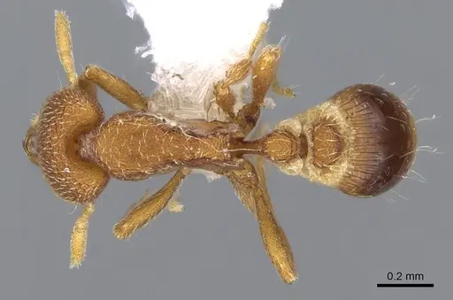 Strumigenys minax specimen CASENT0914847 image casent0914847_1