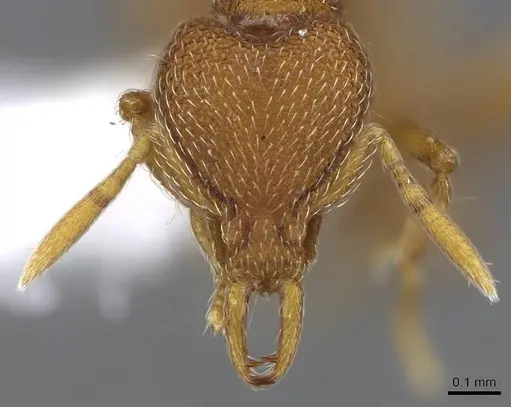 Strumigenys minax specimen CASENT0914847 image casent0914847_2