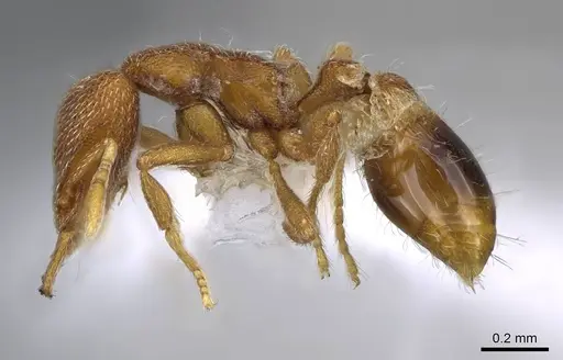 Strumigenys minax specimen CASENT0914847 image casent0914847_3