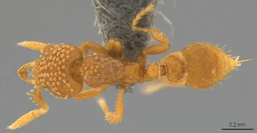 Strumigenys minima specimen CASENT0784739 image casent0784739_1