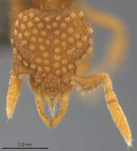 Strumigenys minima specimen CASENT0784739 image casent0784739_2
